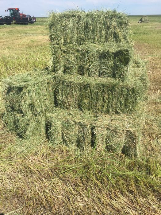 Продам сено, Шөп сатам, Сено Шөп