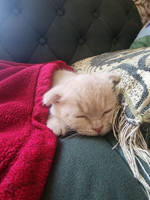 Продаёться котёнок