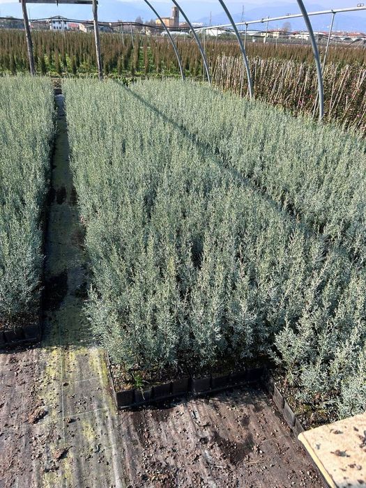 Аризонский кепарис (Италия)