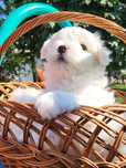 Mascul Bichon Toy talie foarte mica