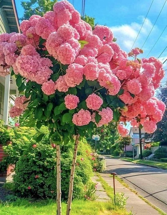 Hortensie pomișor
