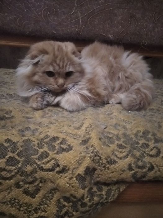 Шотландский котёнок!