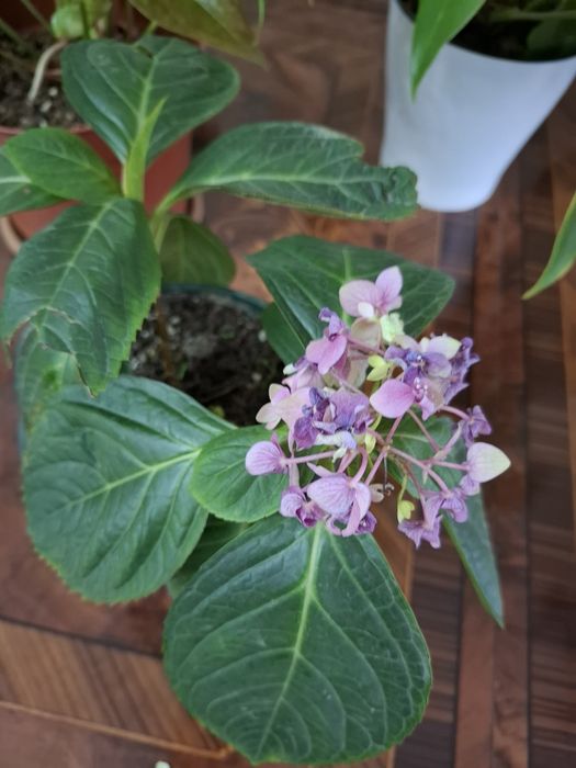 Гортензия крупнолистная