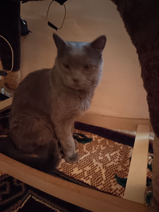 Вязка Соттиш фолд