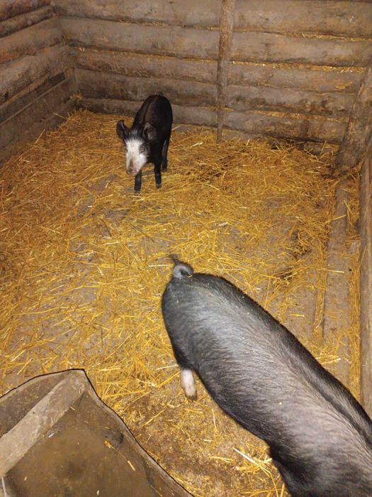 Продавам малки прасенца