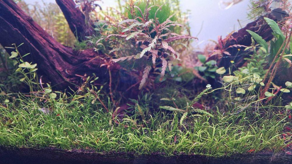 Аквариум Clear Vision - CO₂ система, Oase, Chihiros и шкаф – гаранция