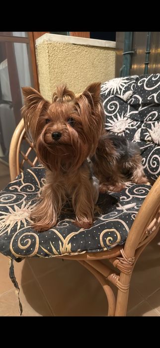 Уникална Принцеса Йорки