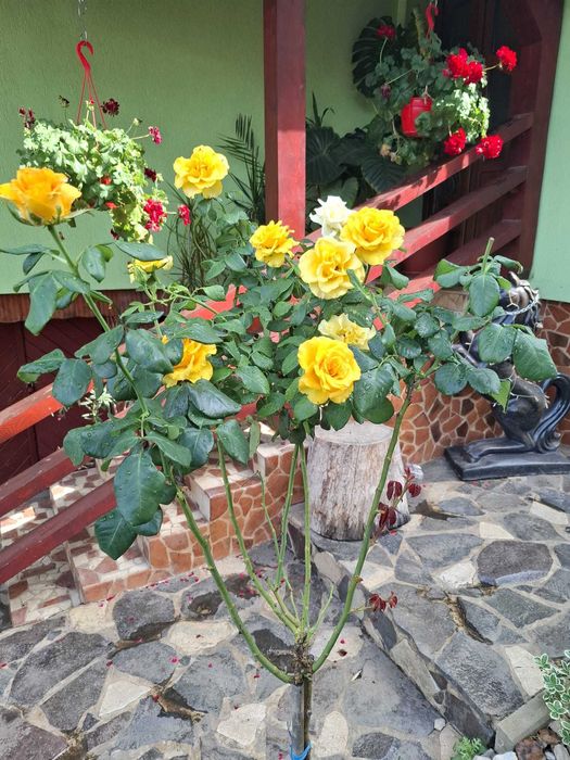 Trandafiri pomisor 130-150 cm, roz, rosu, violet, galben, portocaliu