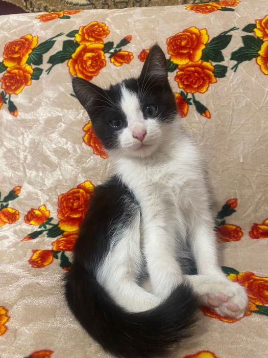 Отдам в добрые руки