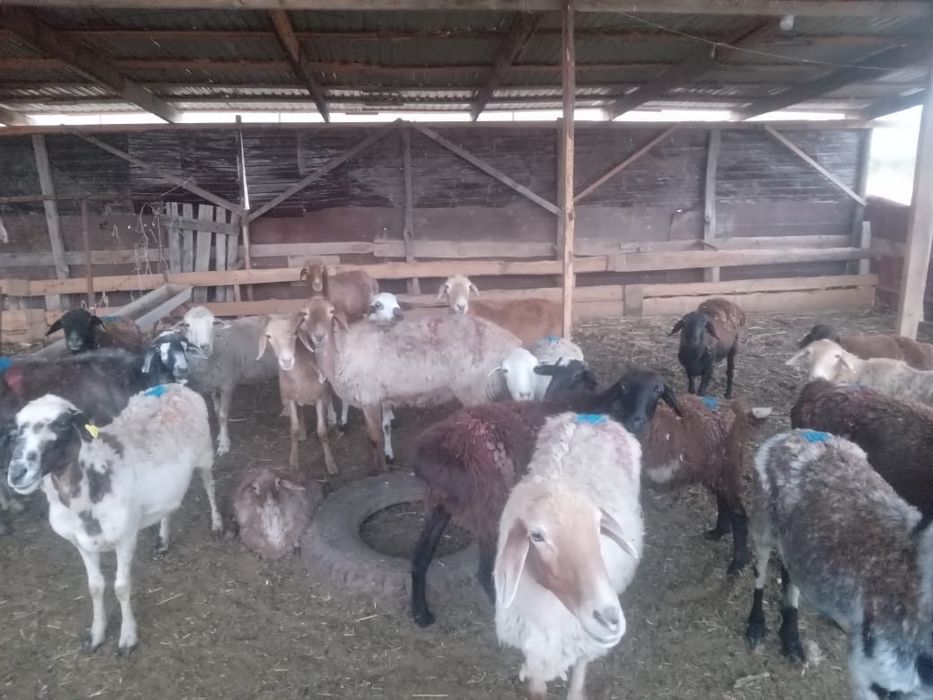 Продам боран саулык