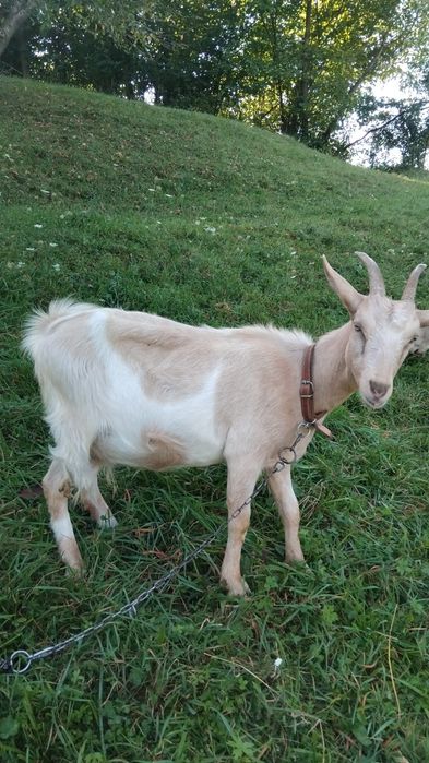 De vânzare două capre de anu trecut