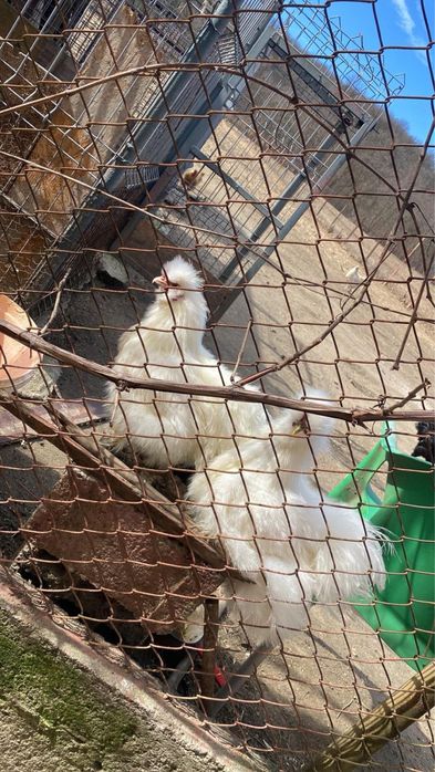 Gaini Matase Japoneză