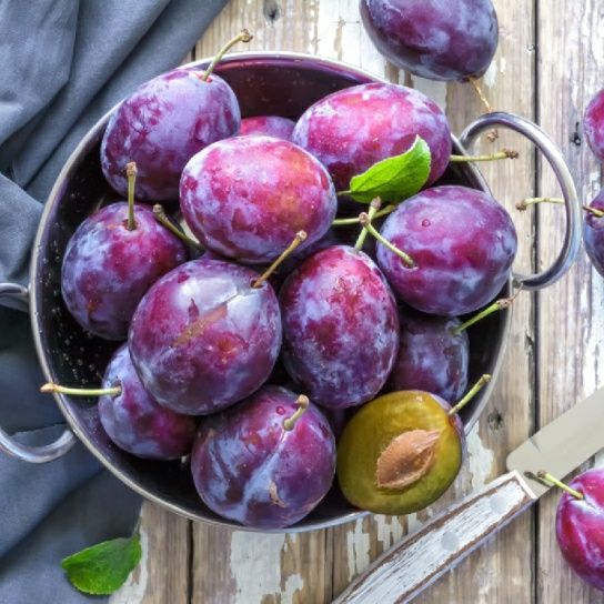 Pomi Fructiferi La GHIVECI (PRUN)