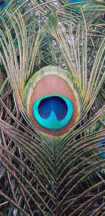 Продам перья Павлина