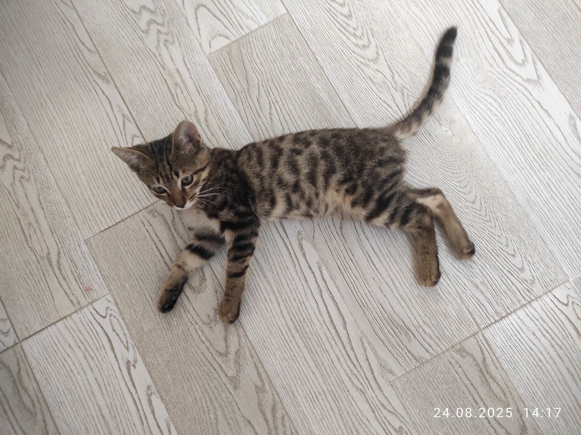 Котёнок в добрые руки