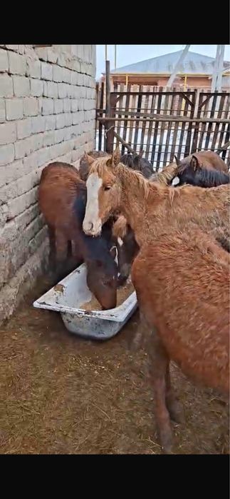 Продаем жабагы на согым