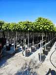Catalpa Globulara Bungei