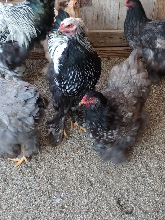 Puicuțe Brahma de vînzare silvar Orange