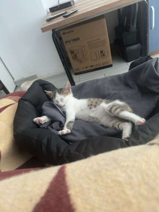 Подарявам мъжко коте