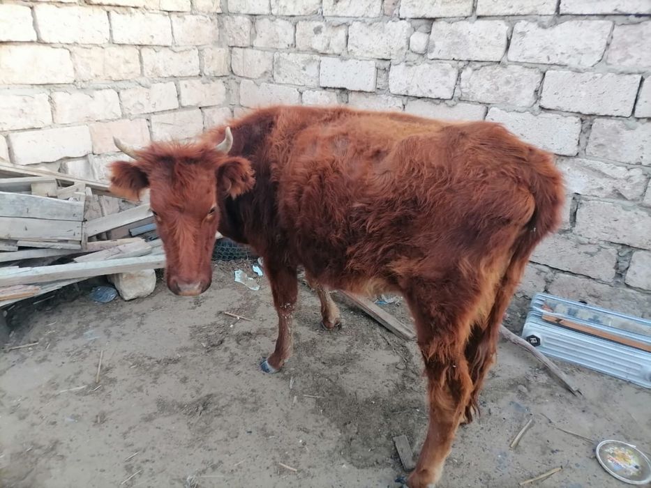 Сиыр сатылады 2 жаста