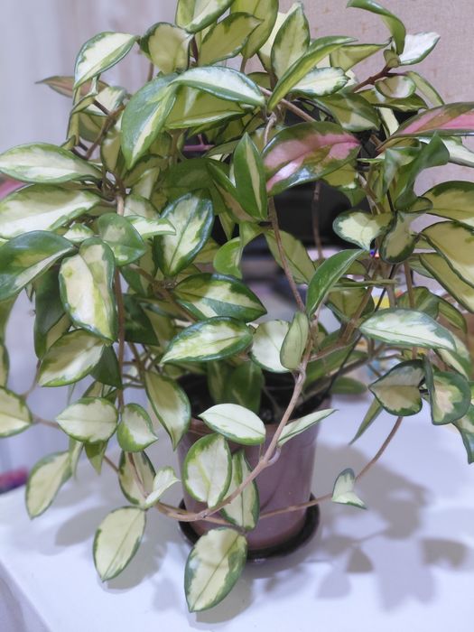 Комнатный цветок Хойя - Лиза