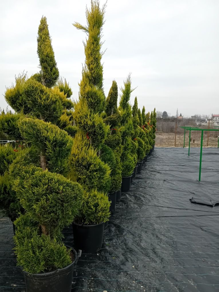 Palmieri Trachycarpus furtunei chiparosi leilandi