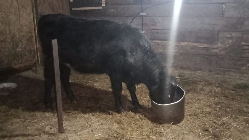 Продам тёлочку 1,5 года