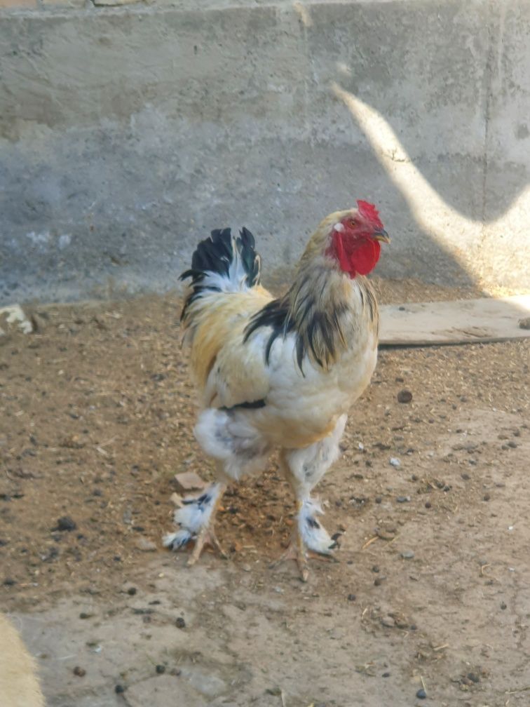 Xòroz savdo  sotamiz