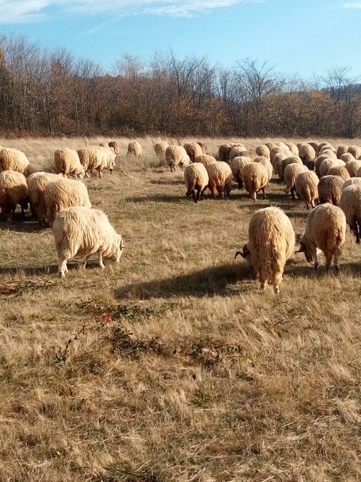Vind oi toată turma