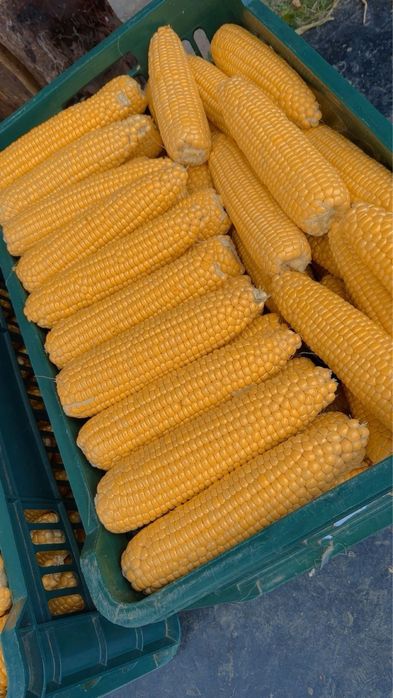 Vând porumb congelat