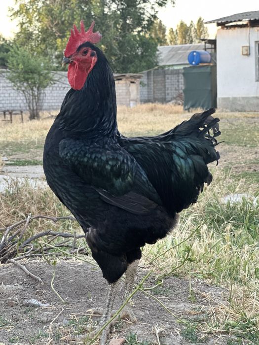 Кора шахзода гигант (qora shaxzoda gigant jujalar) чёрный принц гигант