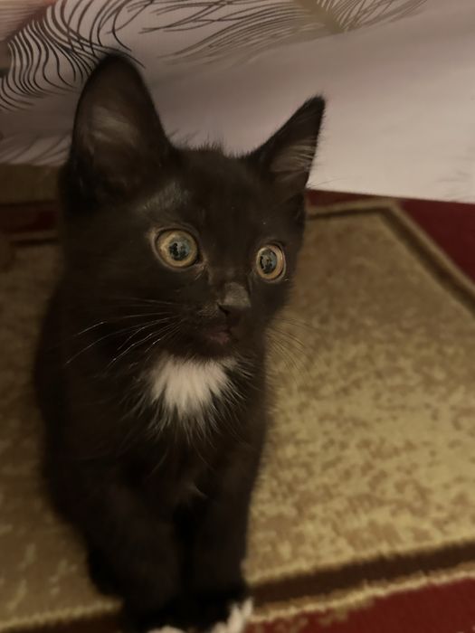 Мысық бар бесплатно