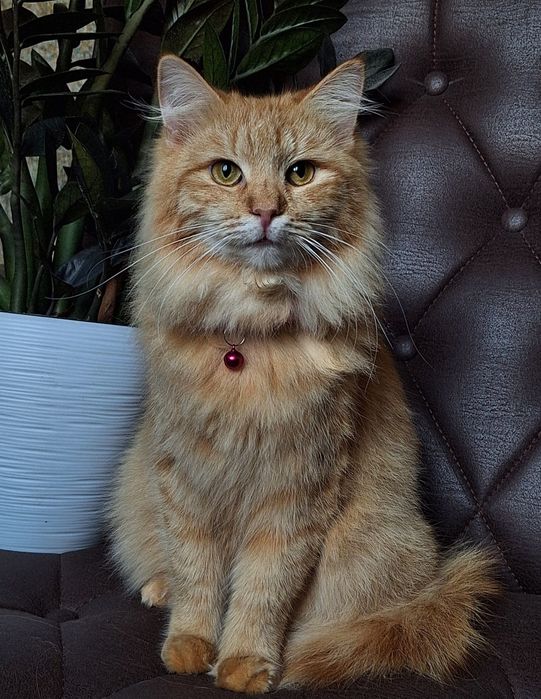 Подари Венди семью