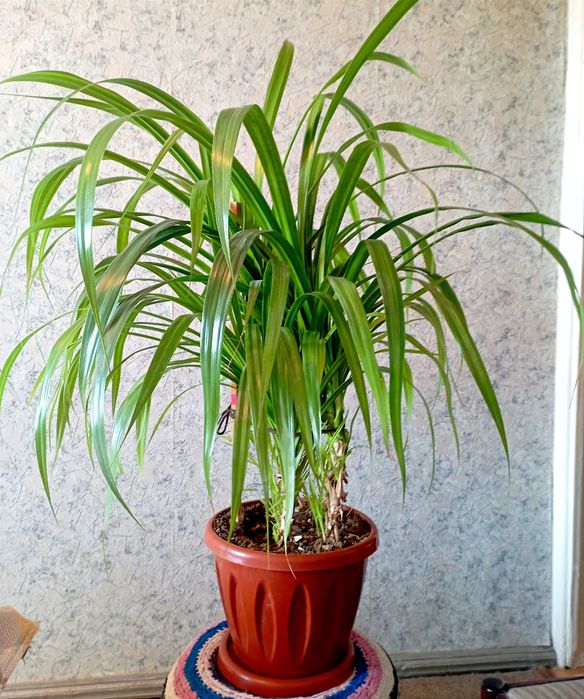 Пальма панданус.