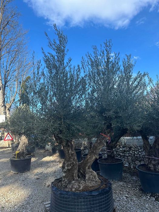 Transformă-ți Grădina în Oază Mediteraneană cu Măslini Olea