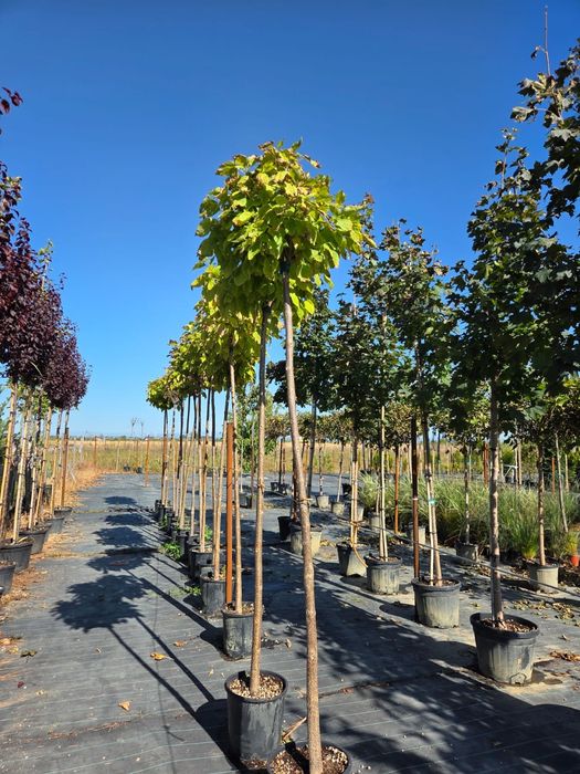 Tuia leylandy .pon pon.mesteacan