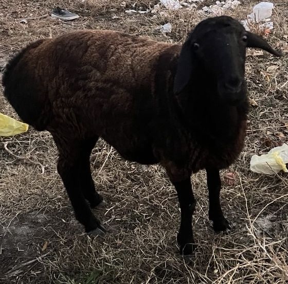 Qoy (Куй) сотилади