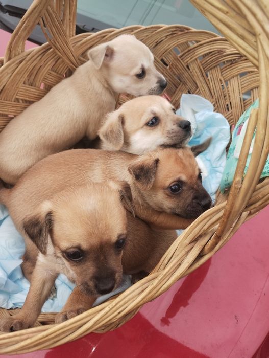 Продавам пинчери