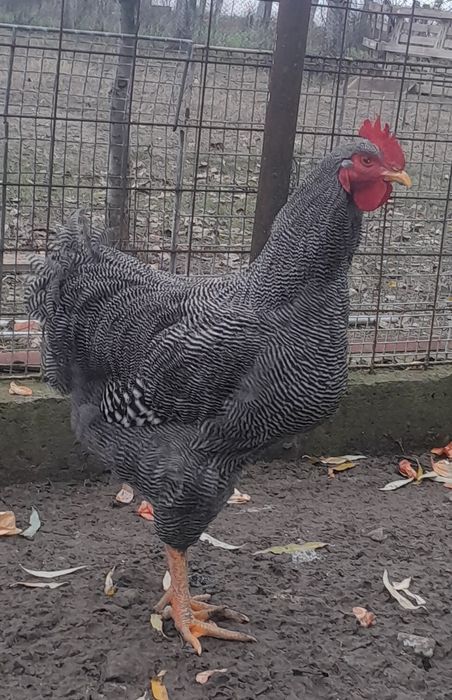 Vand Cocos Plymouth si Fazani Argintiu si Auriu