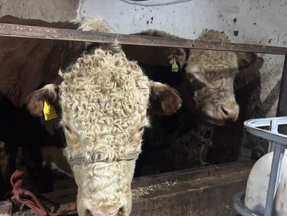 Бұқалар сатылады 15 бас