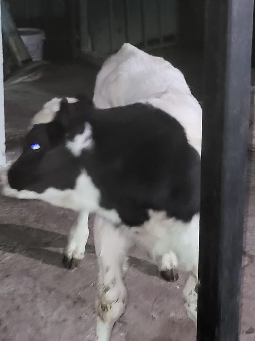 Vând un tauras baltat