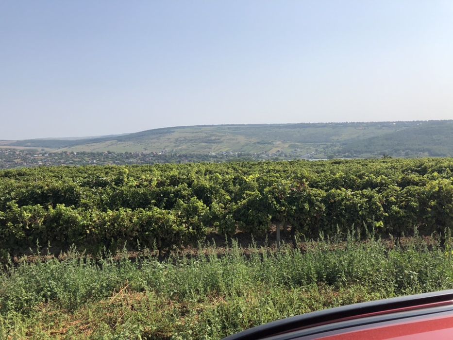 19.000 m2  Sorogari comuna Aroneanu Iasi la 200 m de asfalt