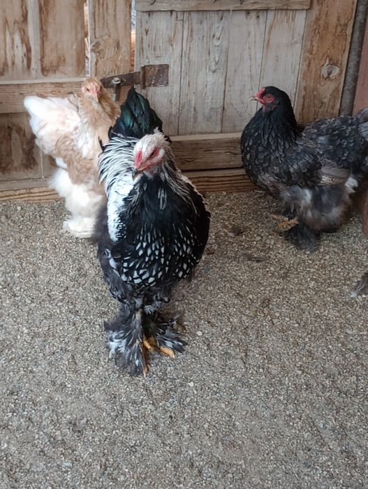 Puicuțe Brahma de vînzare silvar Orange