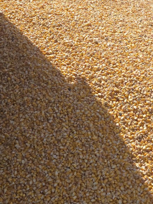 Vând porumb boabe recolta 2025