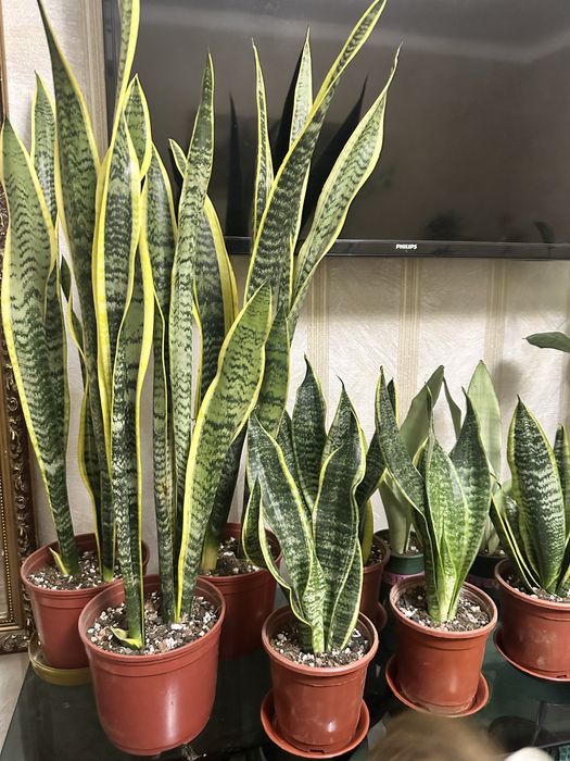 Растения санберрия для офиса и дома