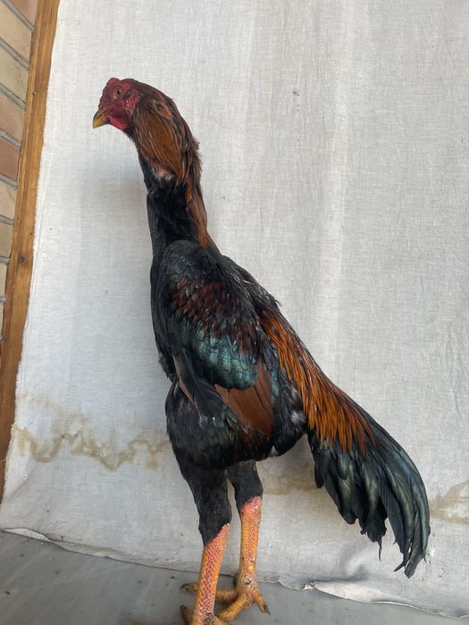 Yapon shamoga kares miks Tanachi narxi 900 ming