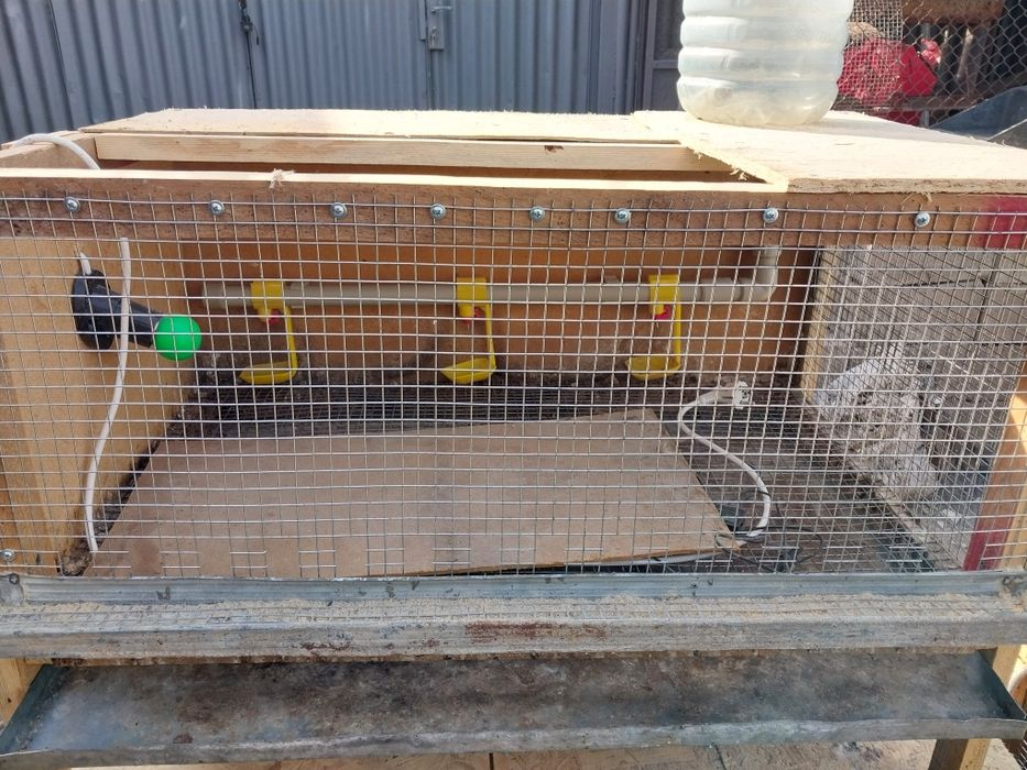 Клетки для перепелов, цыплят