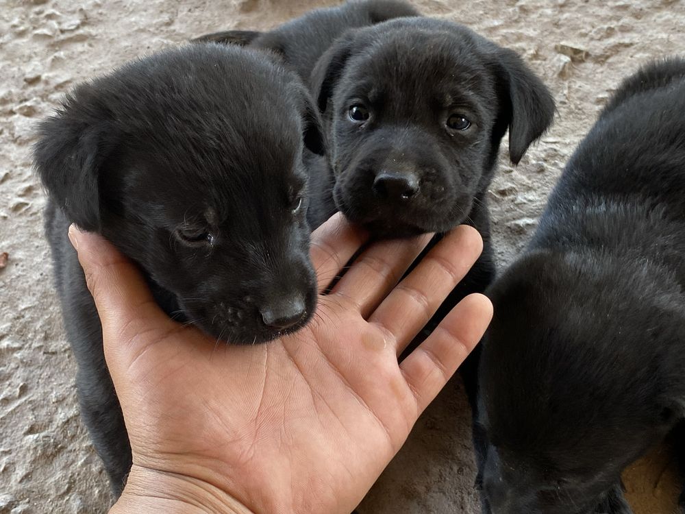 Продам щенят лабрадора.