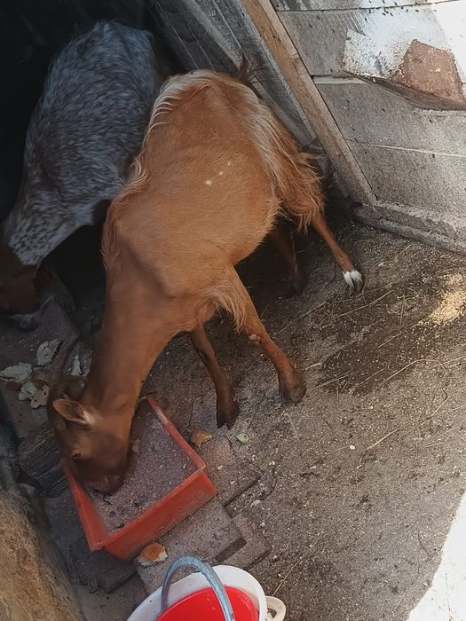 Capre si Iezi de vânzare