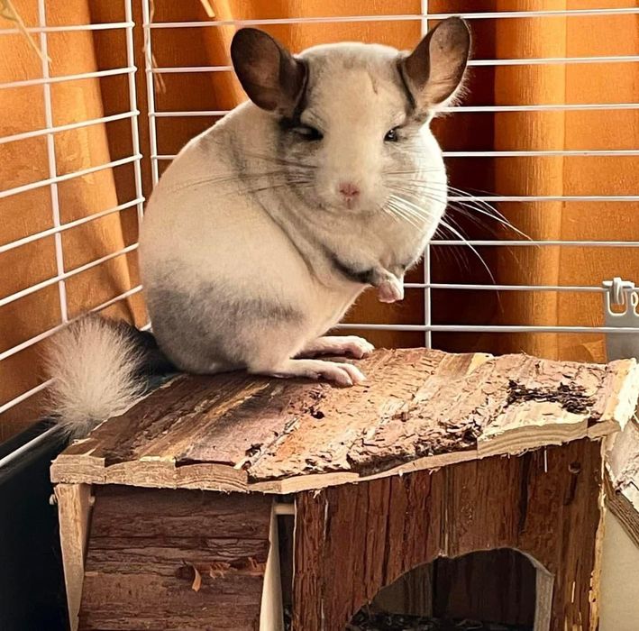 Pui de cincila chinchilla sinsila chinchila